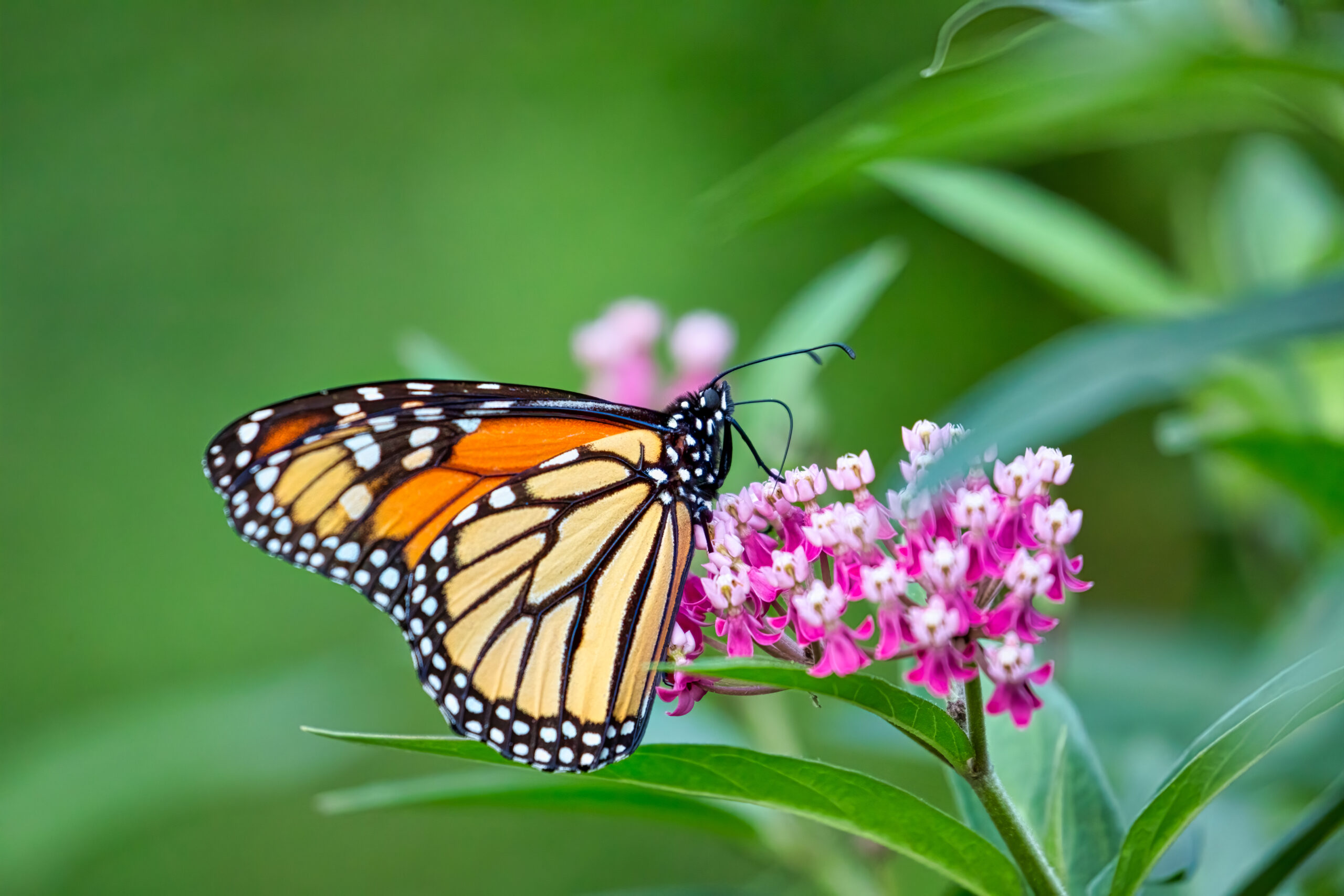 Monarch butterfly drinking nectar from pink Swamp milkweed flowers
