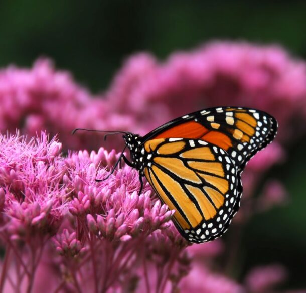 Monarch butterfly drinking nectar from pink Joe Pye Weed flowers