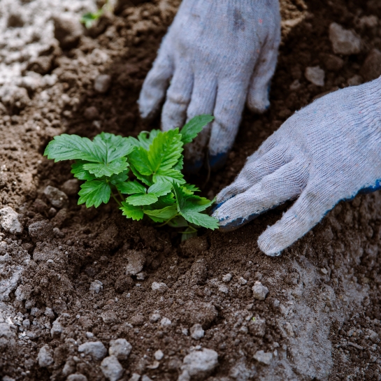 A gardener's hands press soil around a young Wild Strawberry plant.