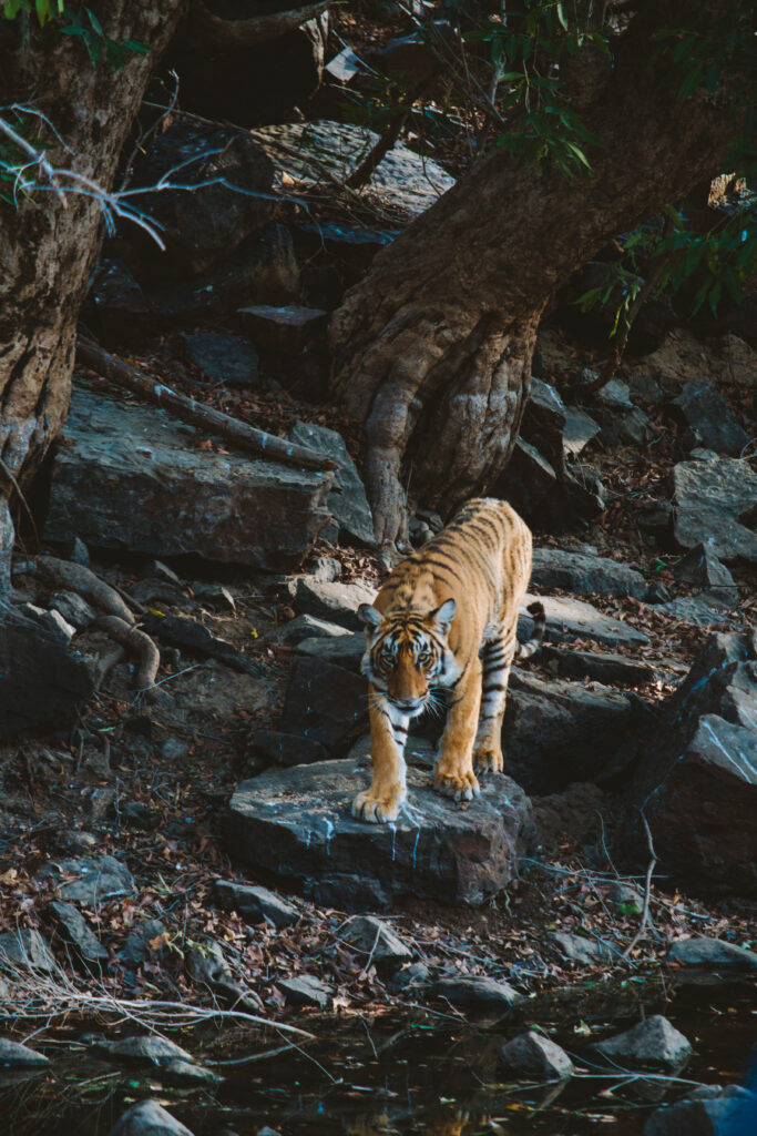 Tiger stepping down rocks in Ranthambore Tiger Reserve, India.