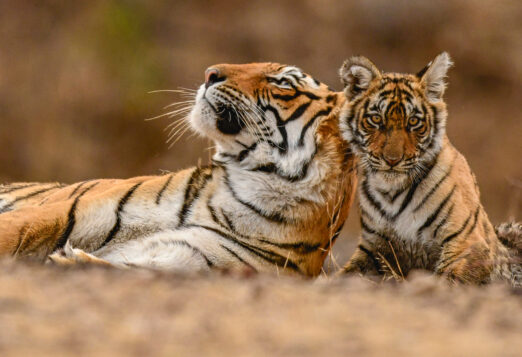 Tigress and cub in Ranthambore Tiger Reserve, India.