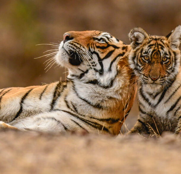 Tigress and cub in Ranthambore Tiger Reserve, India.