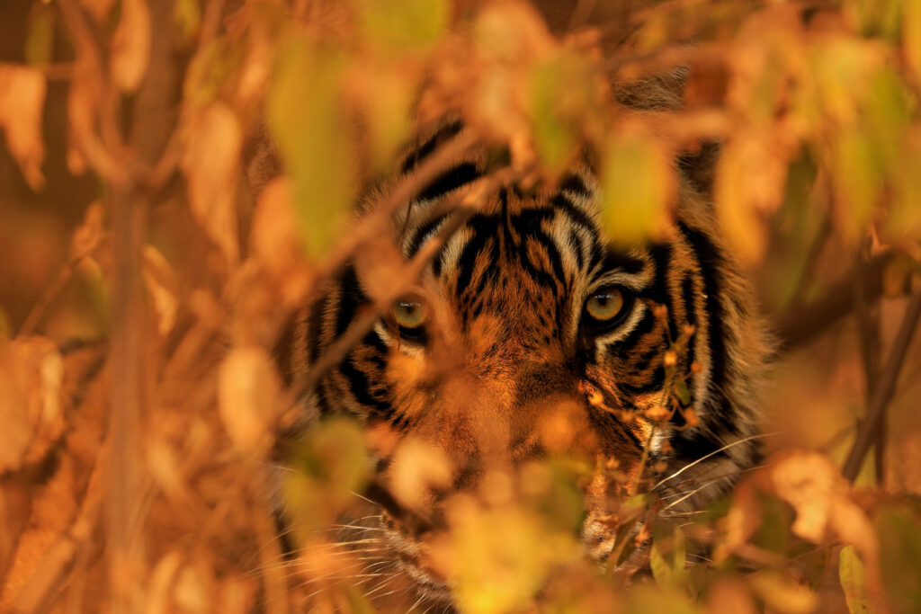 Bengal tiger peering through leaves of bushes.