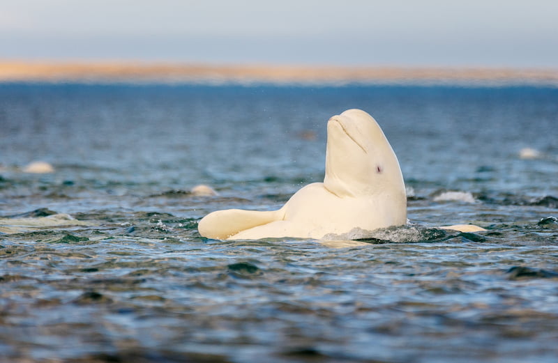 Beluga whale