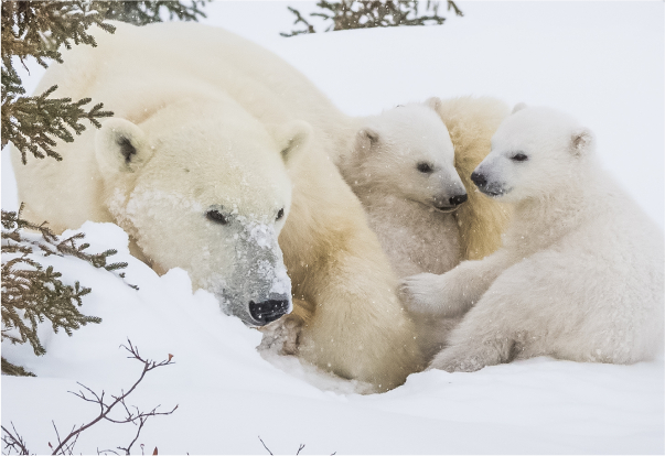 Polar Bears