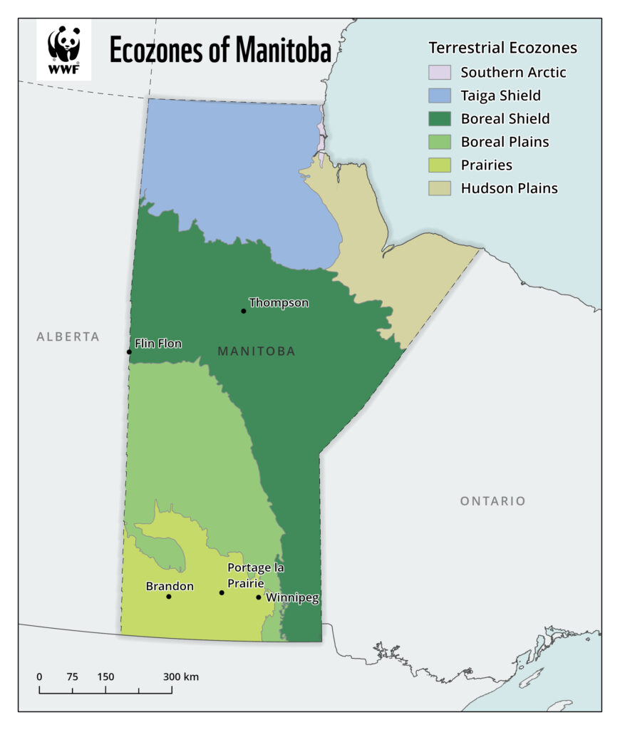 Meet some of Manitoba’s nicest native plants - WWF.CA