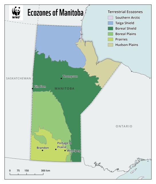 Map showing the extent of six terrestrial ecozones within Manitoba. 