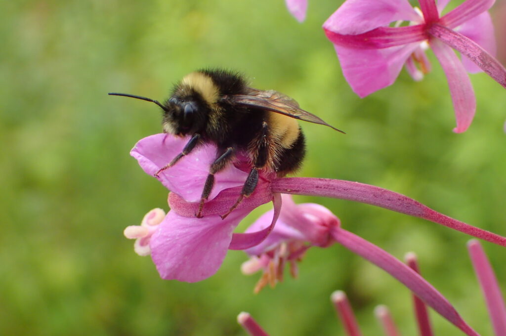 Yellow-banded bumble bee on a pink fireweed flower.