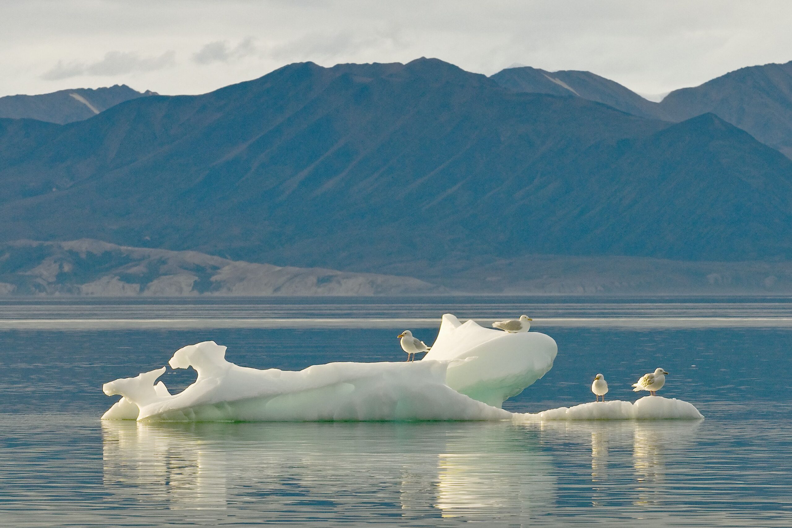 Gulls on melting summer ice with an Arctic hill in the background