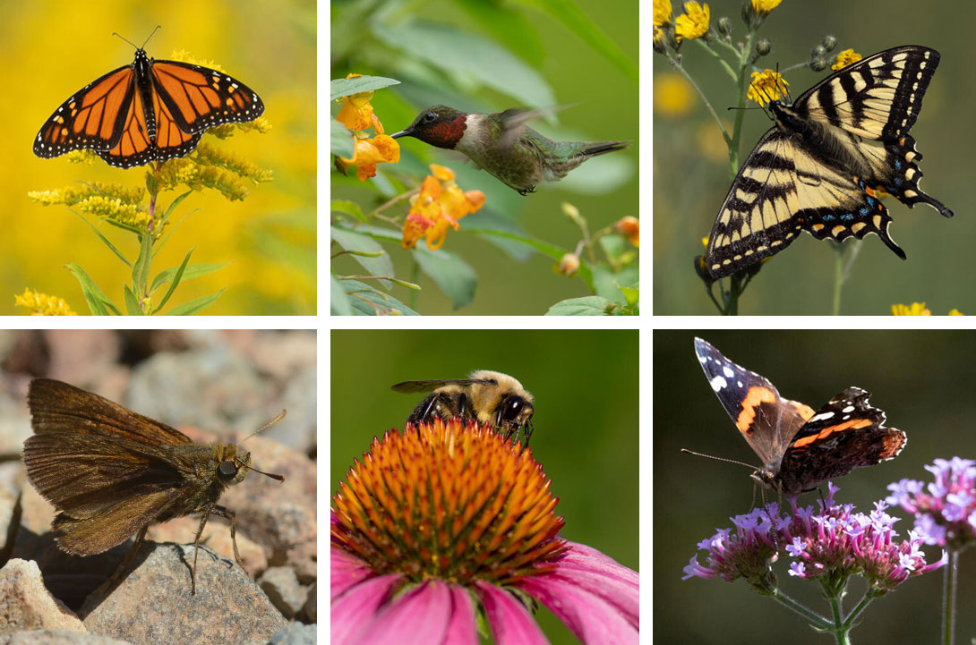 A few of the pollinators from across Canada © Sarah Pietrkiewicz