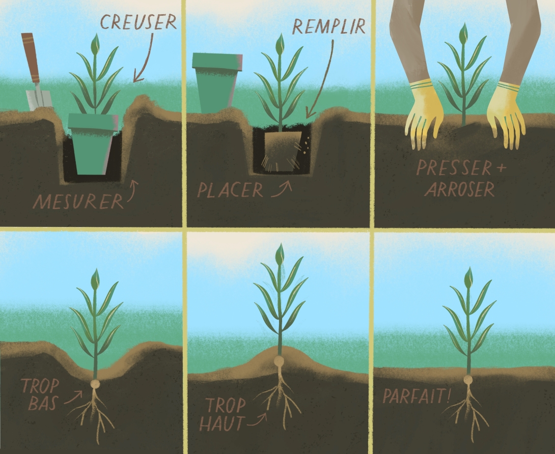 Les étapes de planter une plante, dont : mesurer et creuser un trou, placer la plante et remplir le trou, presser et arroser le sol. 