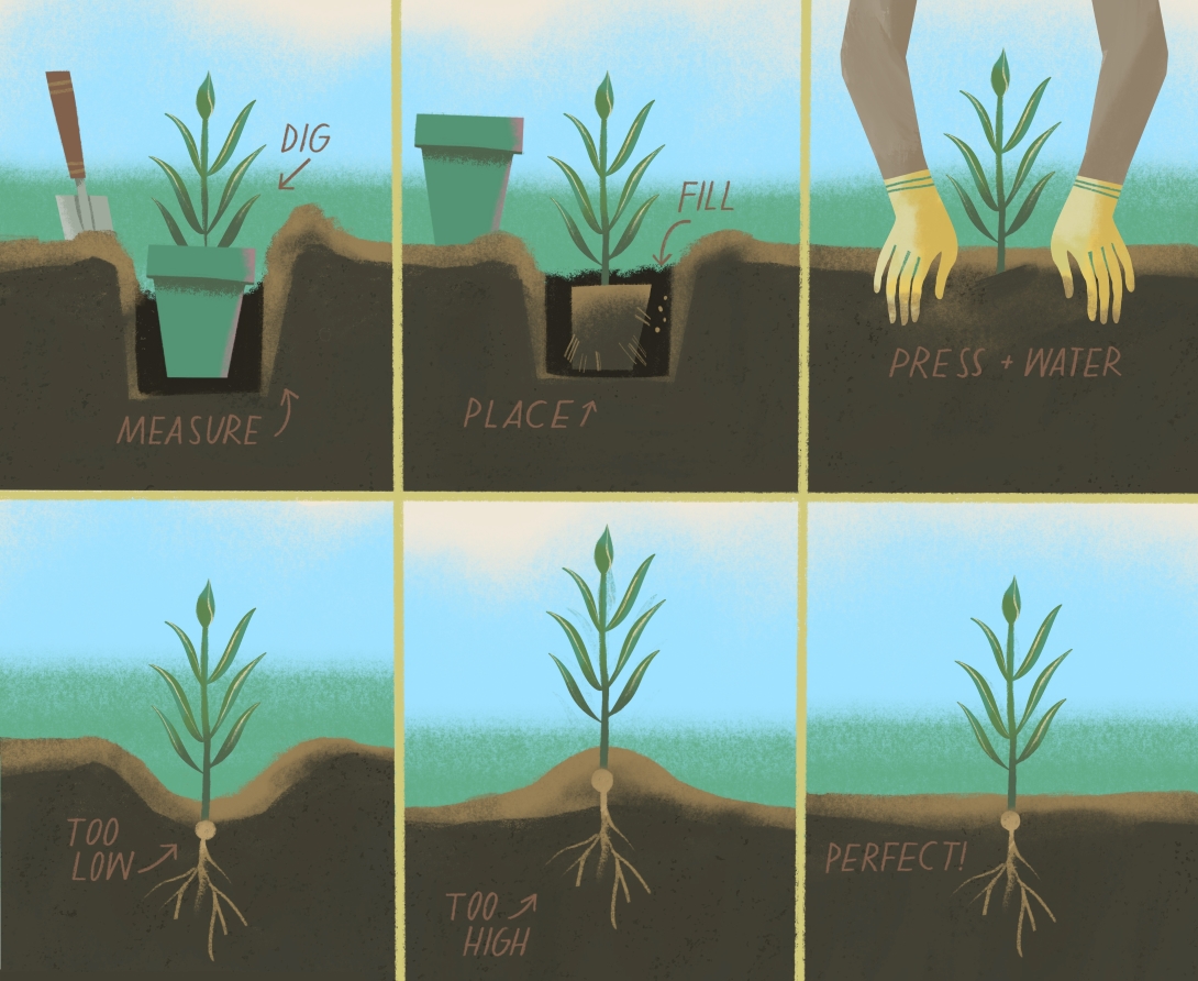 The steps of planting a plant into the ground, including digging a hold the same depth as the pot, placing the plant in the hole and filling it in, pressing soil around the plant and watering it. The correct final result is shown, with the soil reaching the same level on the plant stem that it did when the plant was in the pot.
