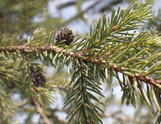 White Spruce branch and cone detail
