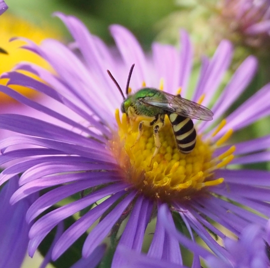 A bicoloured sweat bee forages on the yellow centre of a New England Aster flower.