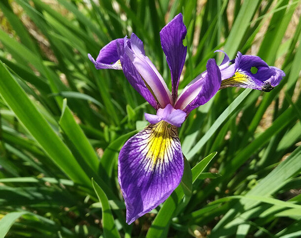 Blue flag iris © Jarmila Becka Lee