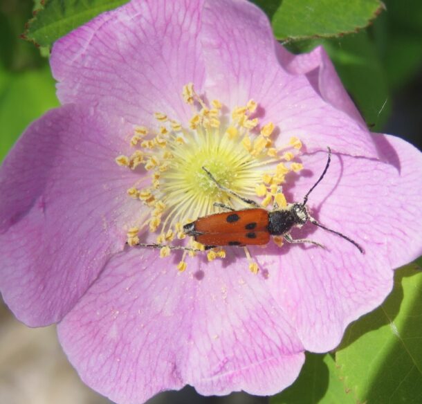 An elongated red-orange and black beetle with long antennae, a dimorphic flower longhorn beetle, dusted with pollen, feeds on a rose.