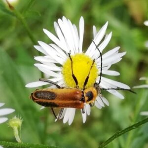 An elongated orange and black goldenrod soldier beetle feeds from a small white fleabane flower.