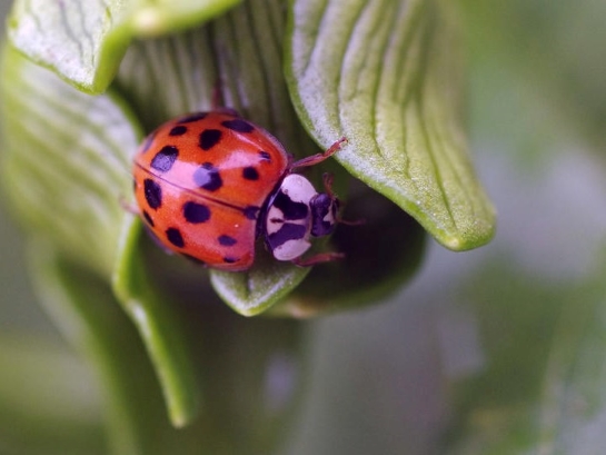 A bright red and black, shiny nine-spotted lady beetle holds onto the edge of a closed flower.