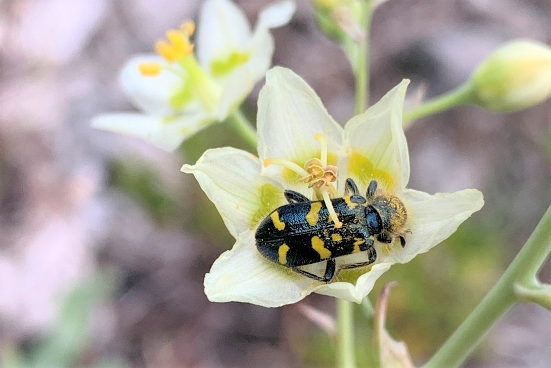 An ornate checkered beetle, black with yellow markings, feeds inside a star-shaped white camas flower.
