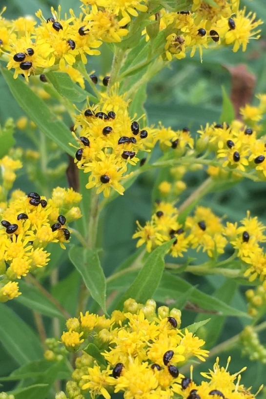 Tiny black shining flower beetles sprinkled over bright yellow goldenrod flowers