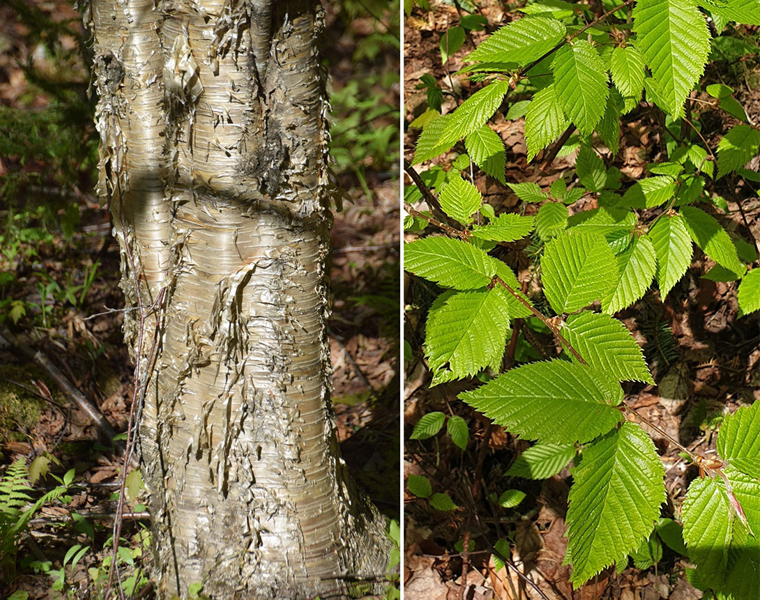 Yellow birch (Betula alleghaniensis) iNaturalist (CCO)