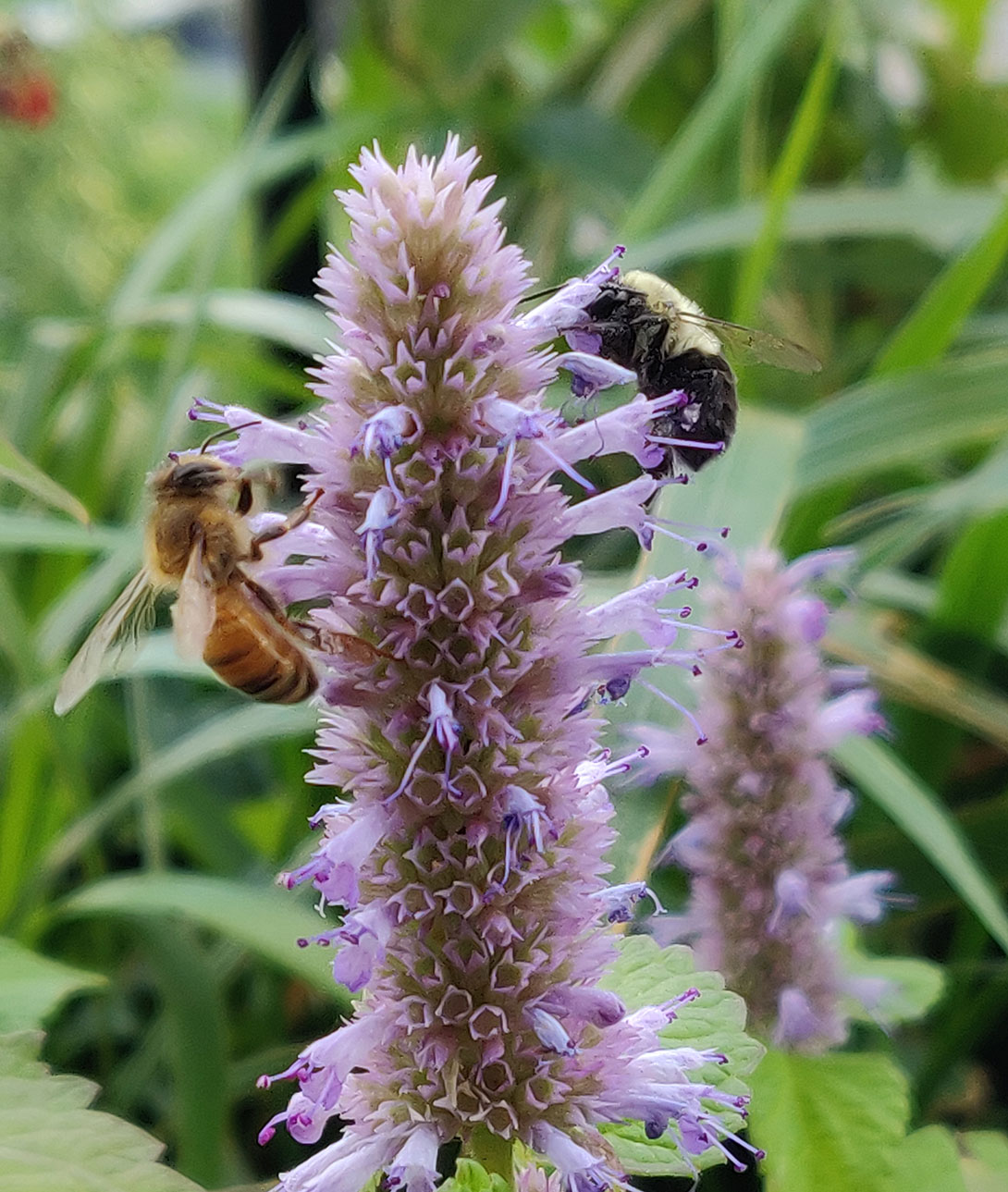 Bumblebee and honeybee on Purple Giant Hyssop © Ryan Godfrey / WWF-Canada