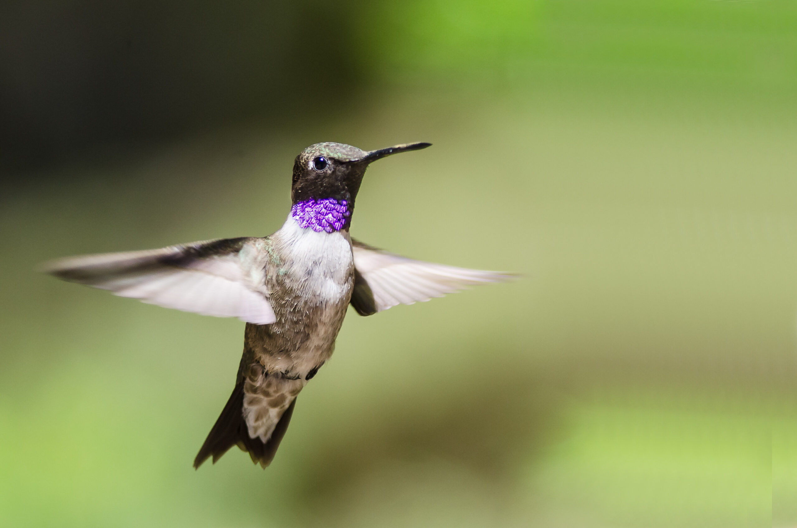 Male black-chinned hummingbird © Shutterstock