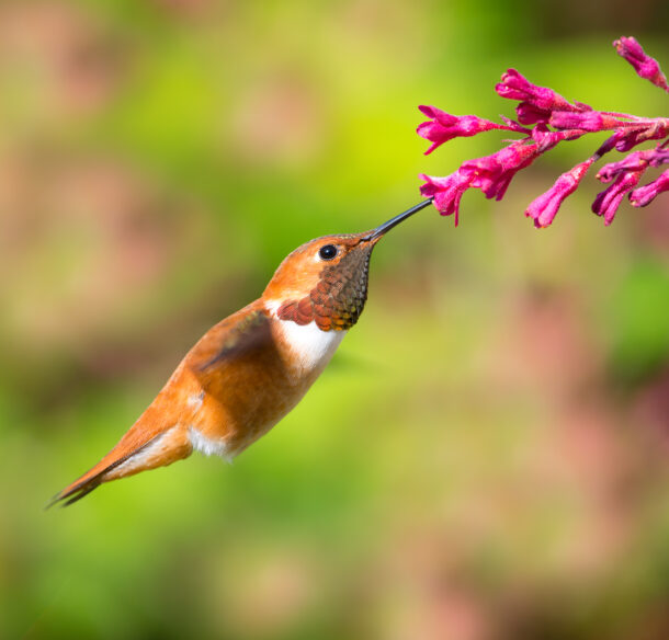 Male rufous hummingbird visiting red-flowering currant (Ribes sanguineum) © Shutterstock