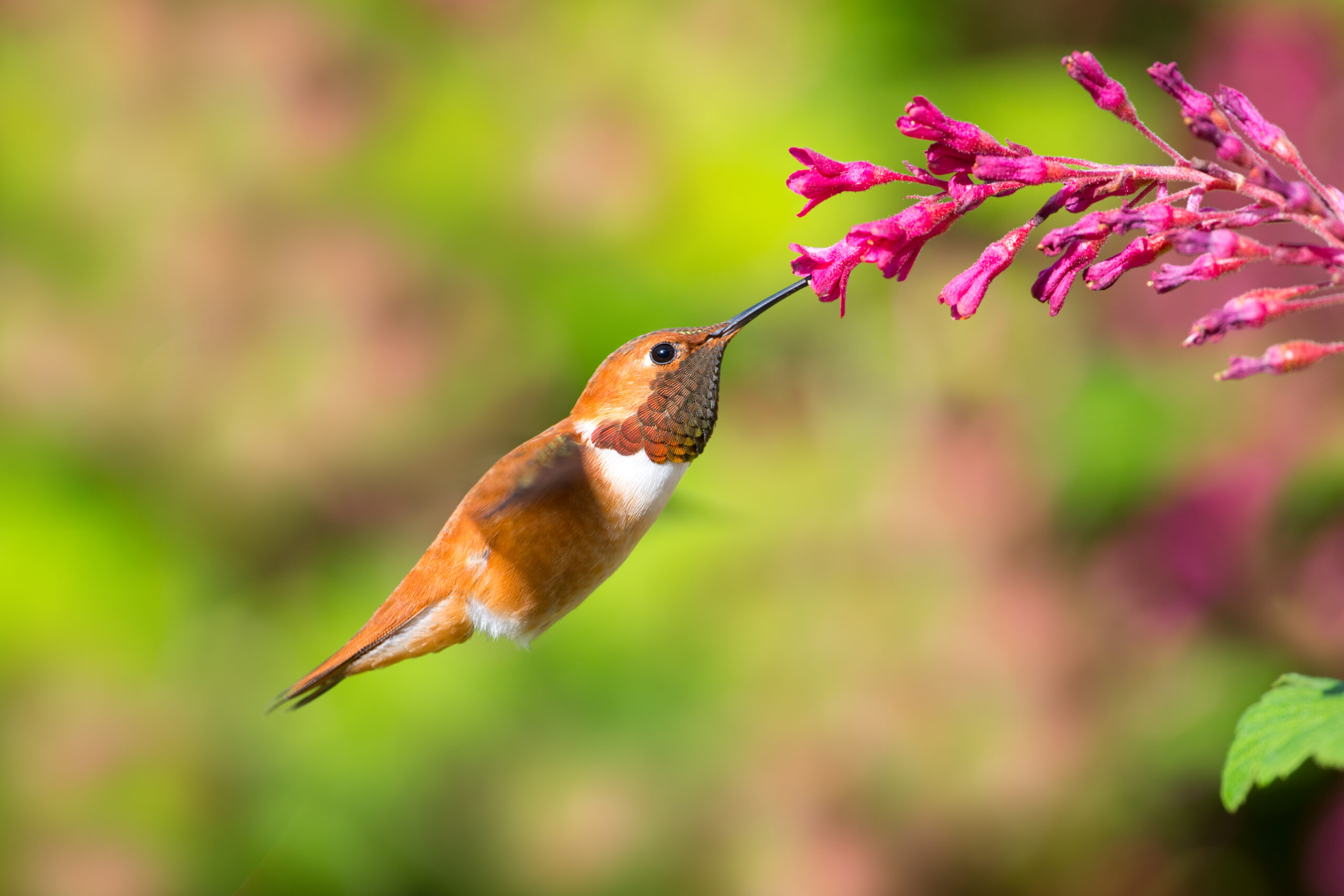 A hummingbird feeding from a red-flowering currant 
