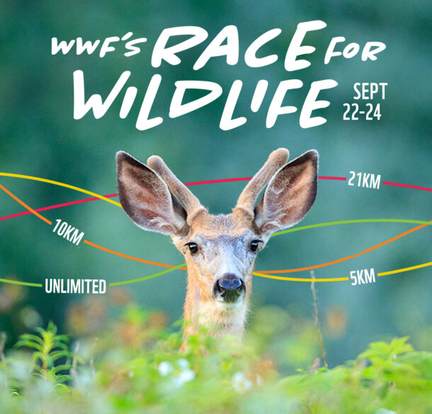 White-tailed deer looking from behind foliage with overlaying text that says WWF's Race for Wildlife.