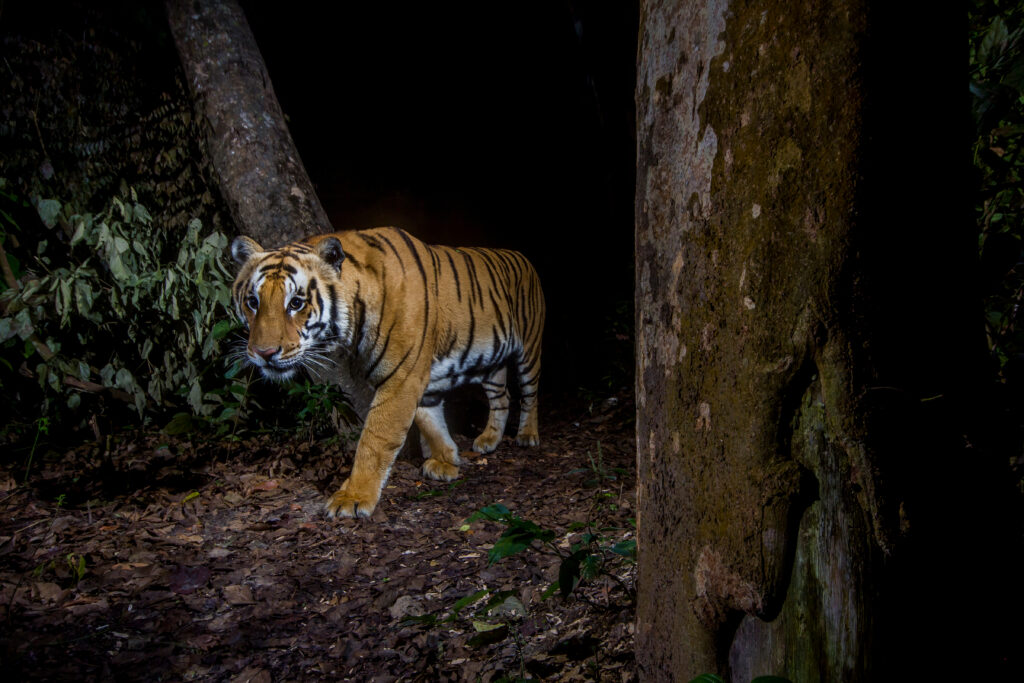A tiger walking between two trees in a dark forest in Bardia National Park. Photographed by a camera trap. 