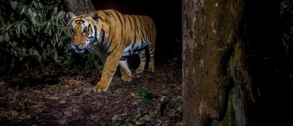 How to count tigers in Nepal