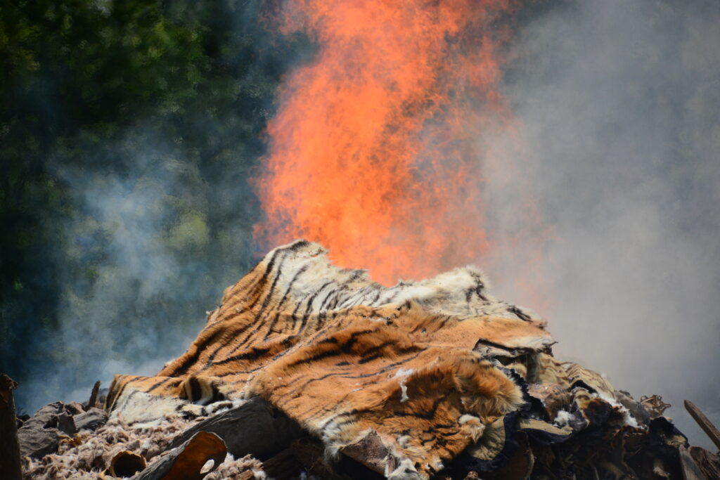 Stockpile of wildlife parts being burnt, including a tiger skin, demonstrating the nation’s commitment towards zero tolerance of wildlife crime.