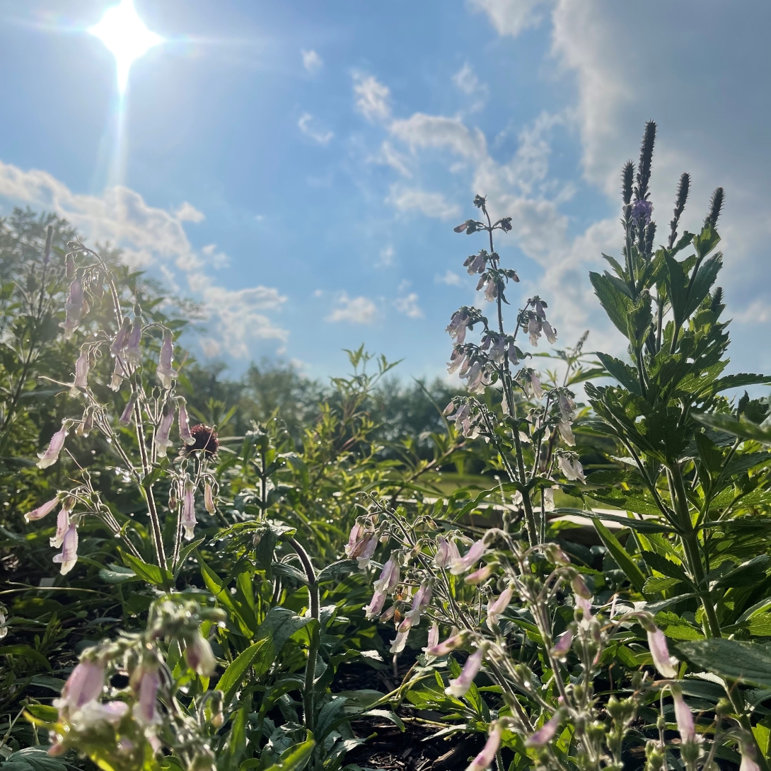 Flowering hairy beardtongue and hoary vervain plants glow in bright sunlight against a blue sky.