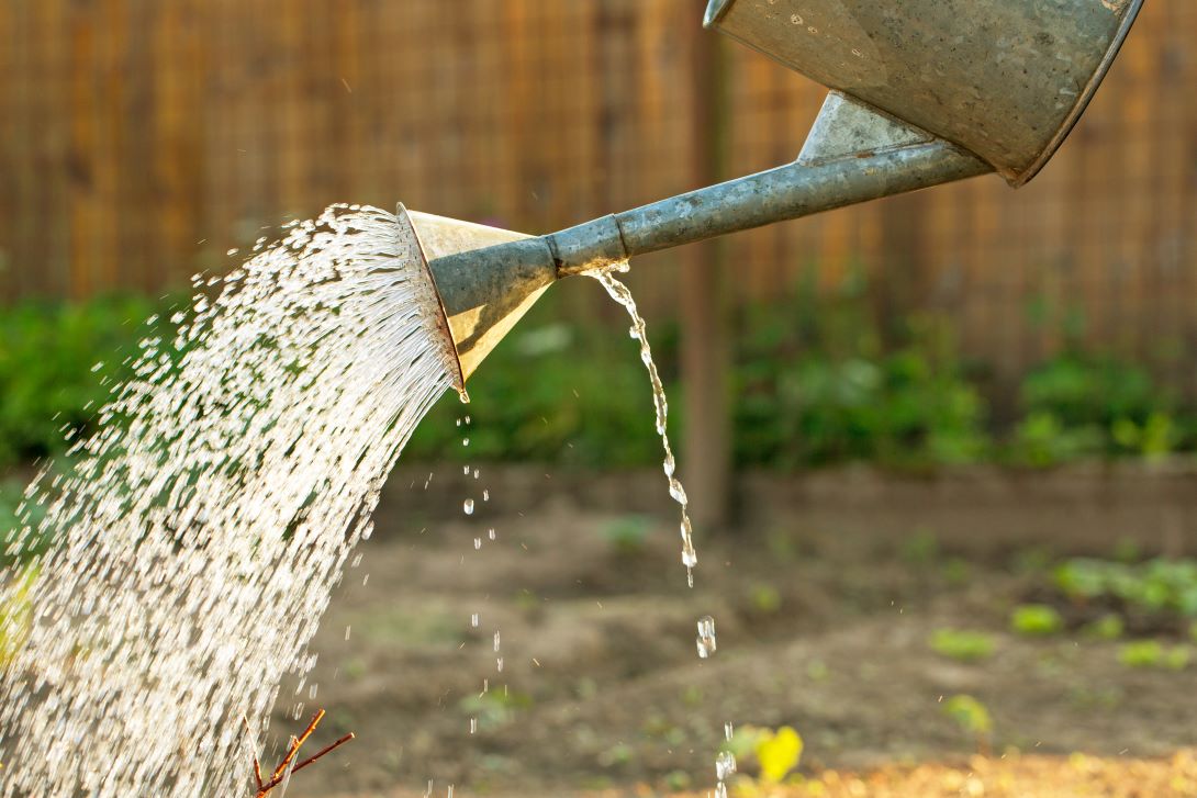 Water pours from the spout of a watering can as someone waters their garden on a sunny day.