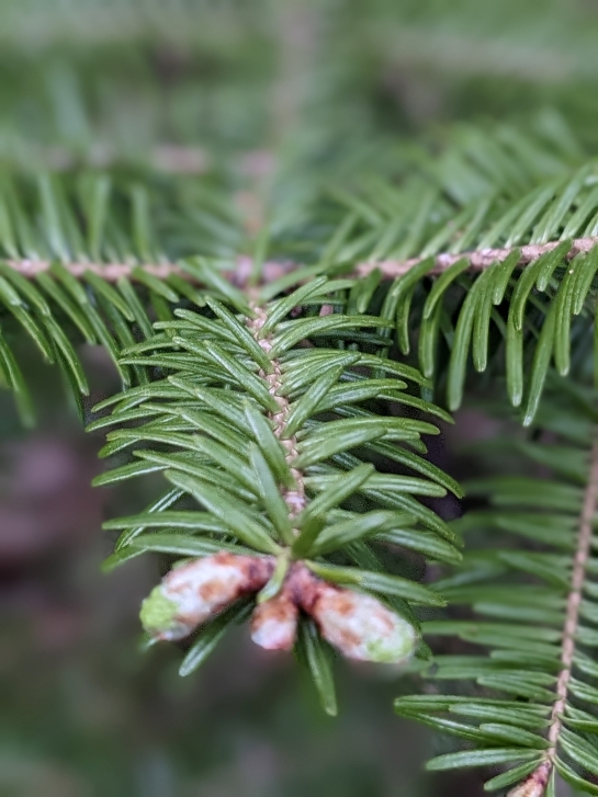 A balsam fir branch covered in short, flat green needles.