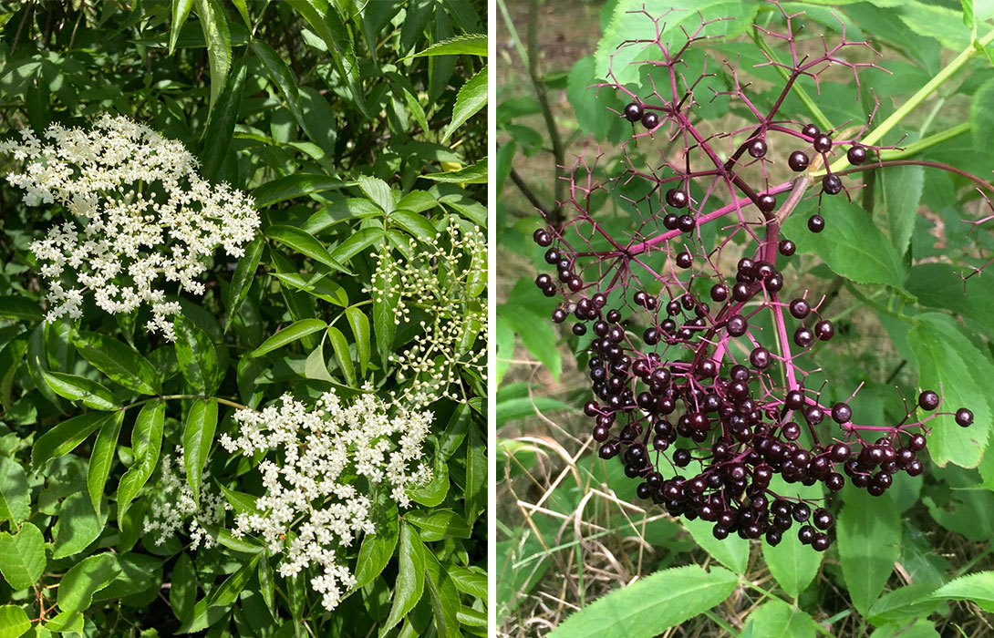 On the left are two bunches of small and delicate white common elderberry flowers surrounded by pointed green leaves. On the right, photographed separately, is a cluster of dark purple common elderberries.