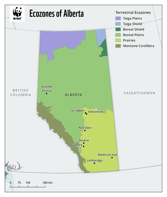 A map showing the extent of six terrestrial ecozones in Alberta: Taiga Plains, Taiga Shield, Boreal Shield, Boreal Plains, Prairies and Montane Cordillera.