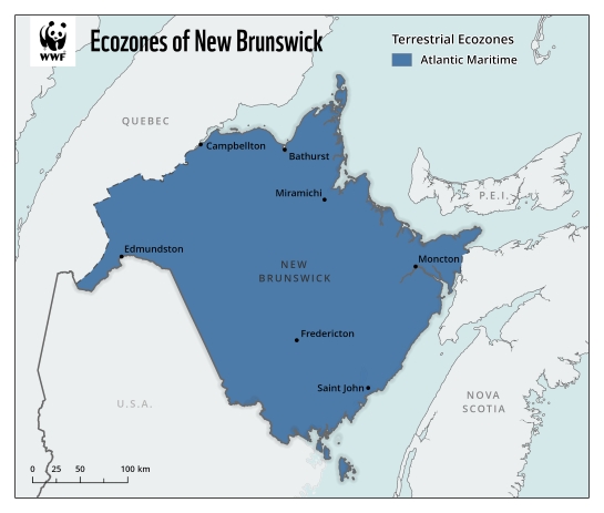 Map showing that the province of New Brunswick falls entirely within the Atlantic Maritime ecozone.