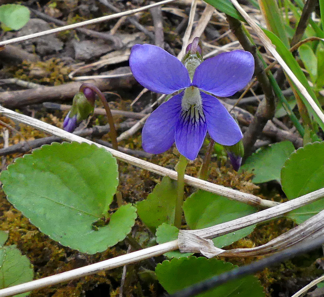 A marsh blue violet flower in full bloom at the end of a stalk with several bright green leaves growing from the ground surrounding it.