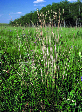 A tall, straw-coloured bunch of mountain rough fescue growing in a prairie among other shorter green grasses.