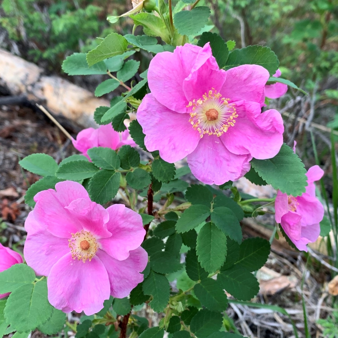 A prickly rose in bloom with showy pink flowers and deep green leaves.