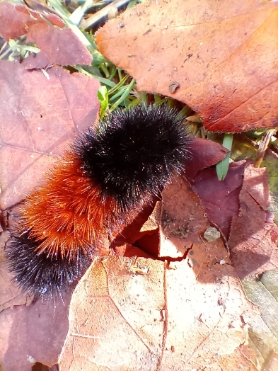A fuzzy caterpillar sits on top of fallen leaves.