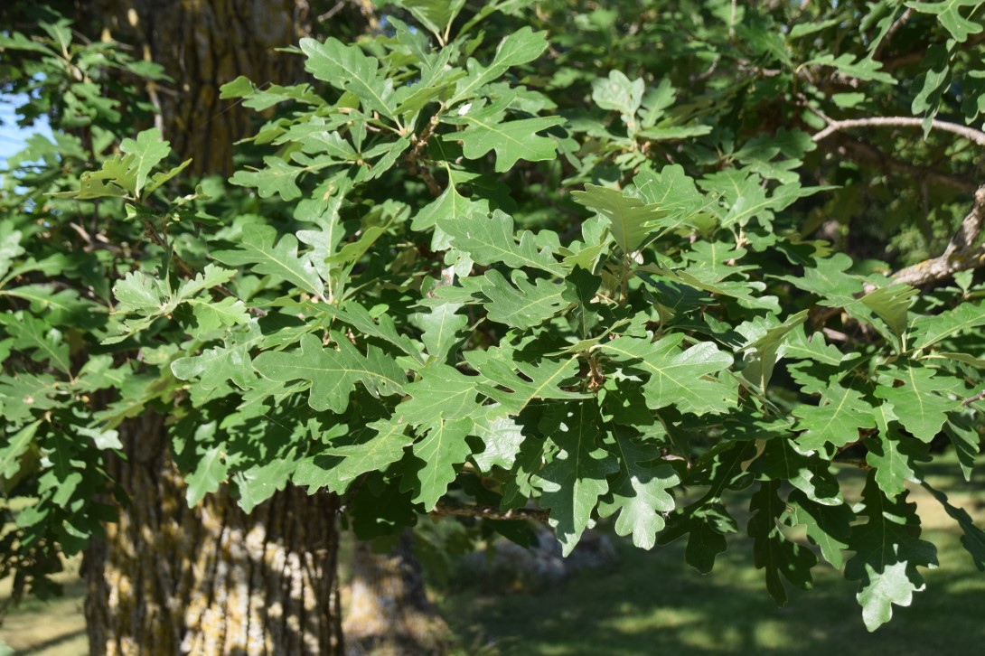 A bur oak branch bearing shiny green wavy-edged leaves.