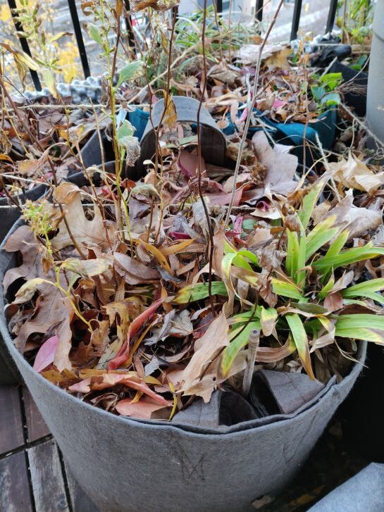 Native plants, covered with leaves, in containers on a balcony in fall.