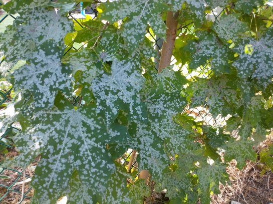 Green leaves partially coated with pale powder.