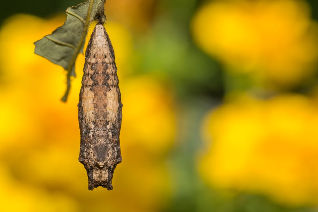 A butterfly chrysalis resembling a curled dead leaf hangs from a stem in front of a blurred background of colourful foliage.