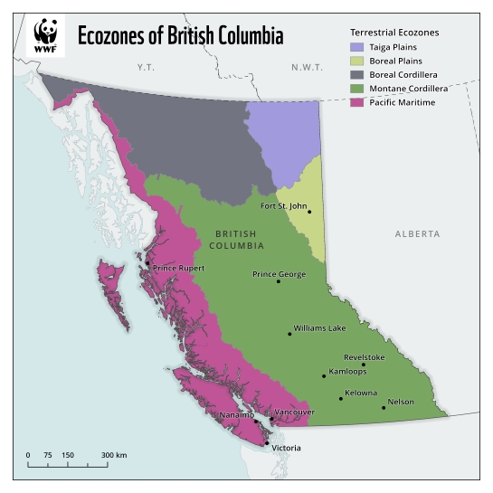 A map shows the extent of five terrestrial ecozones in B.C.: taiga plains, boreal plains, boreal cordillera, montane cordillera and Pacific maritime.