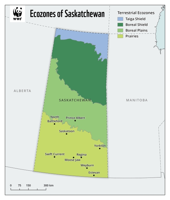 Map showing the extent of four terrestrial ecozones in Saskatchewan: Taiga shield, boreal shield, boreal plains and prairies.