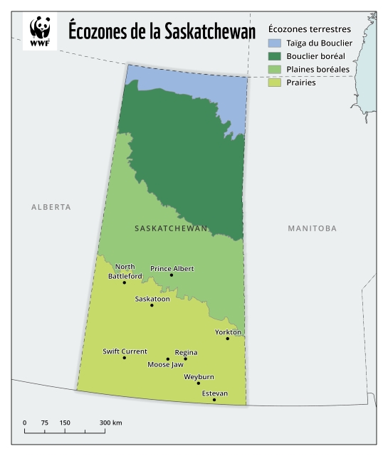 Carte des quatre écozones terrestres de la Saskatchewan : taige du bouclier, bouclier boréal, plaines boréales et prairies.